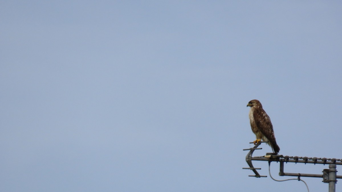 Eastern Buzzard - ML622058774