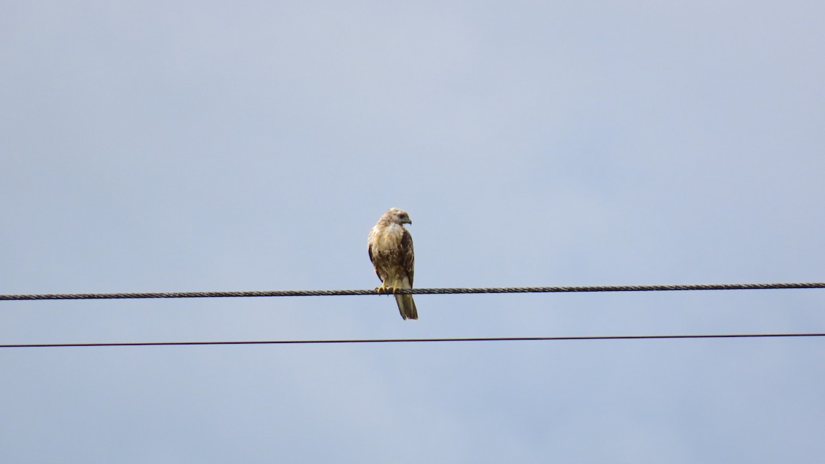 Eastern Buzzard - ML622058775