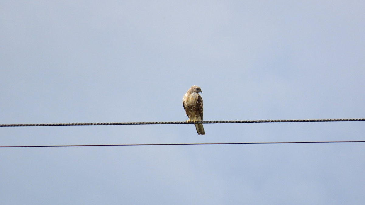 Eastern Buzzard - ML622058776