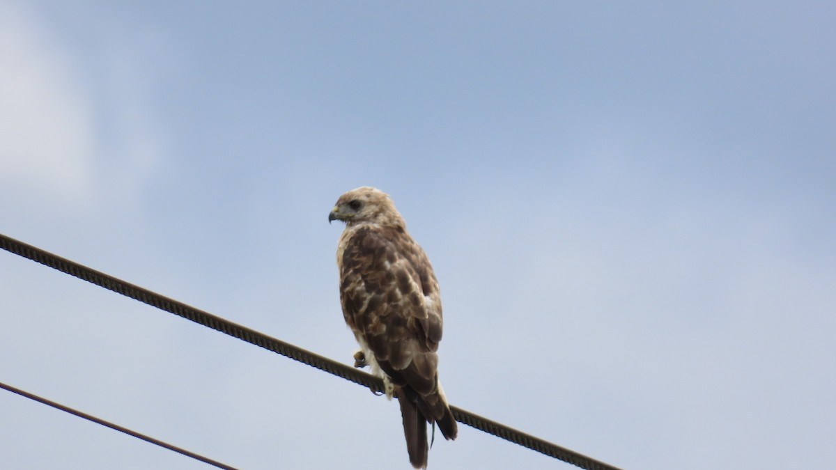 Eastern Buzzard - ML622058777