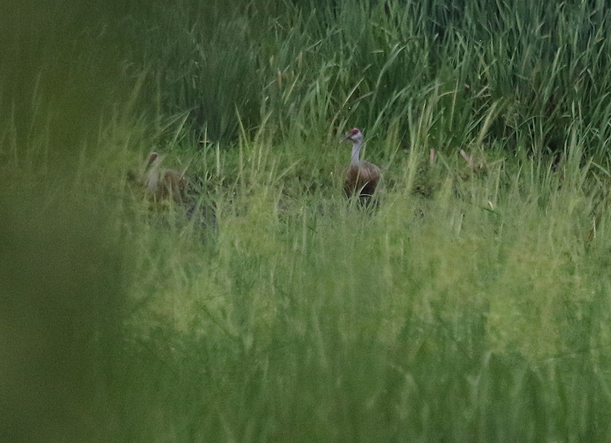 Sandhill Crane - ML622058778