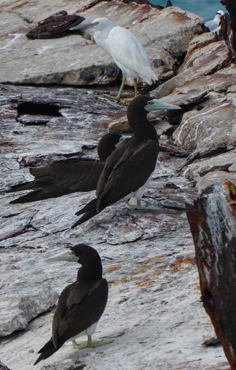 Brown Booby - ML622058779