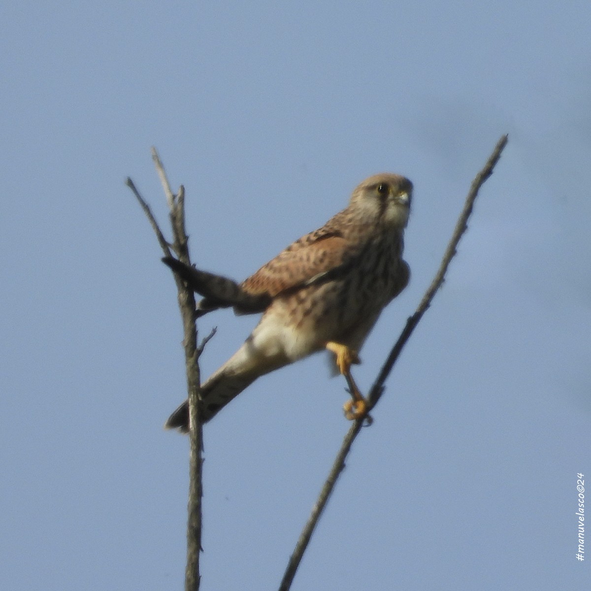 Eurasian Kestrel - ML622058780