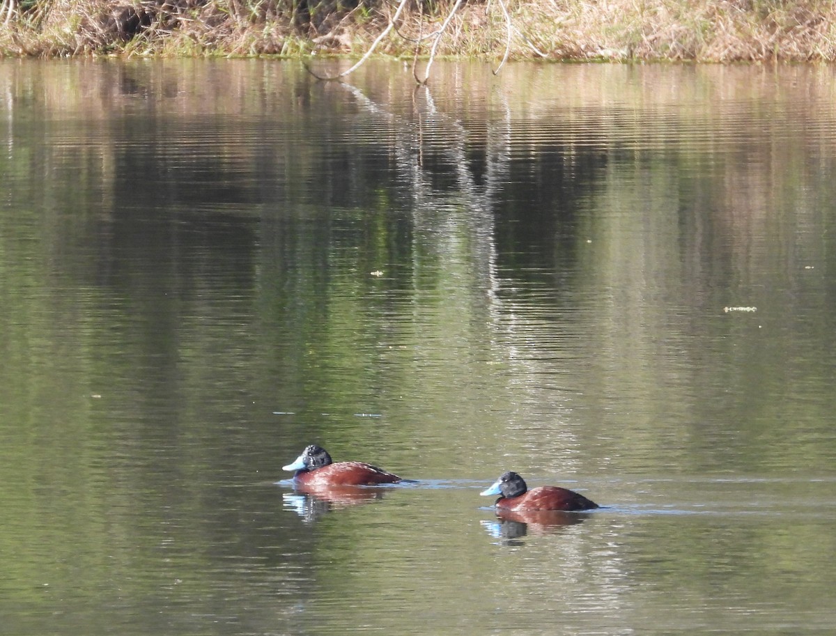 Blue-billed Duck - ML622058781