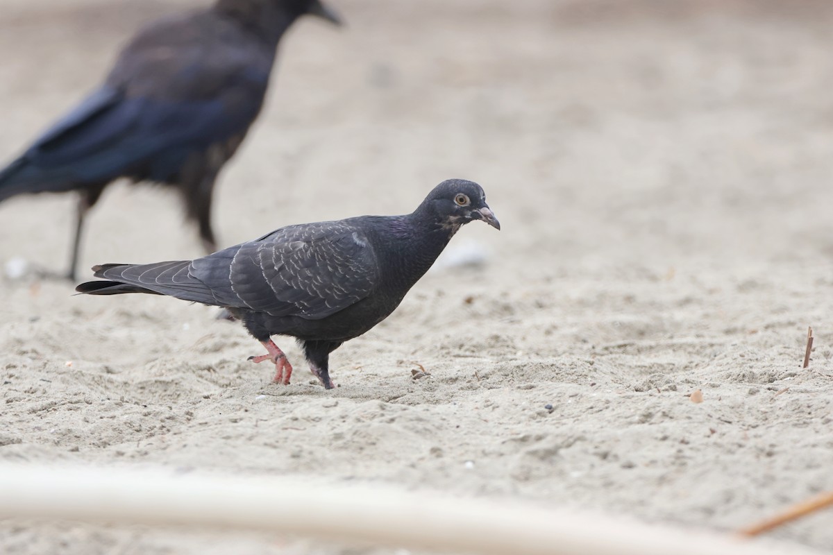 Rock Pigeon (Feral Pigeon) - ML622058871