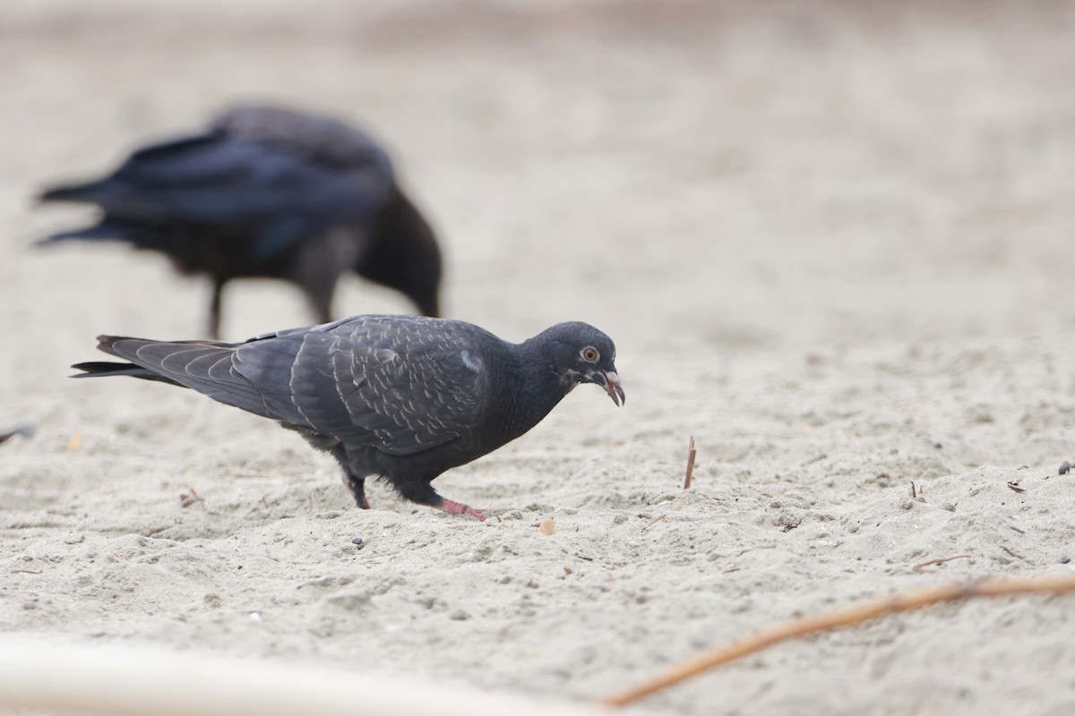 Rock Pigeon (Feral Pigeon) - ML622058872