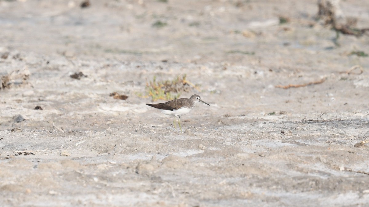 Green Sandpiper - ML622058970