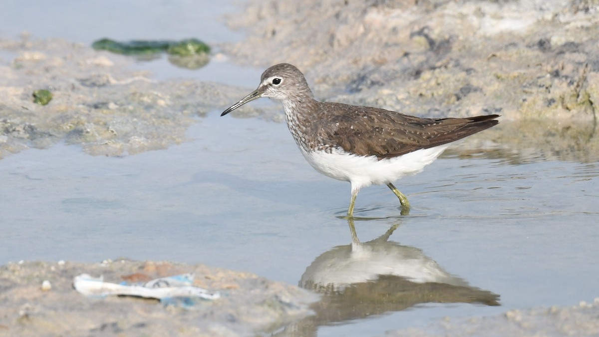 Green Sandpiper - ML622058971