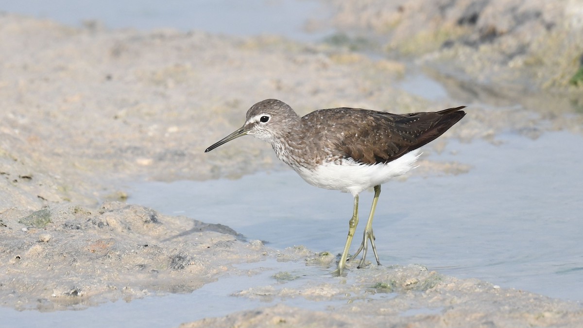 Green Sandpiper - ML622058972