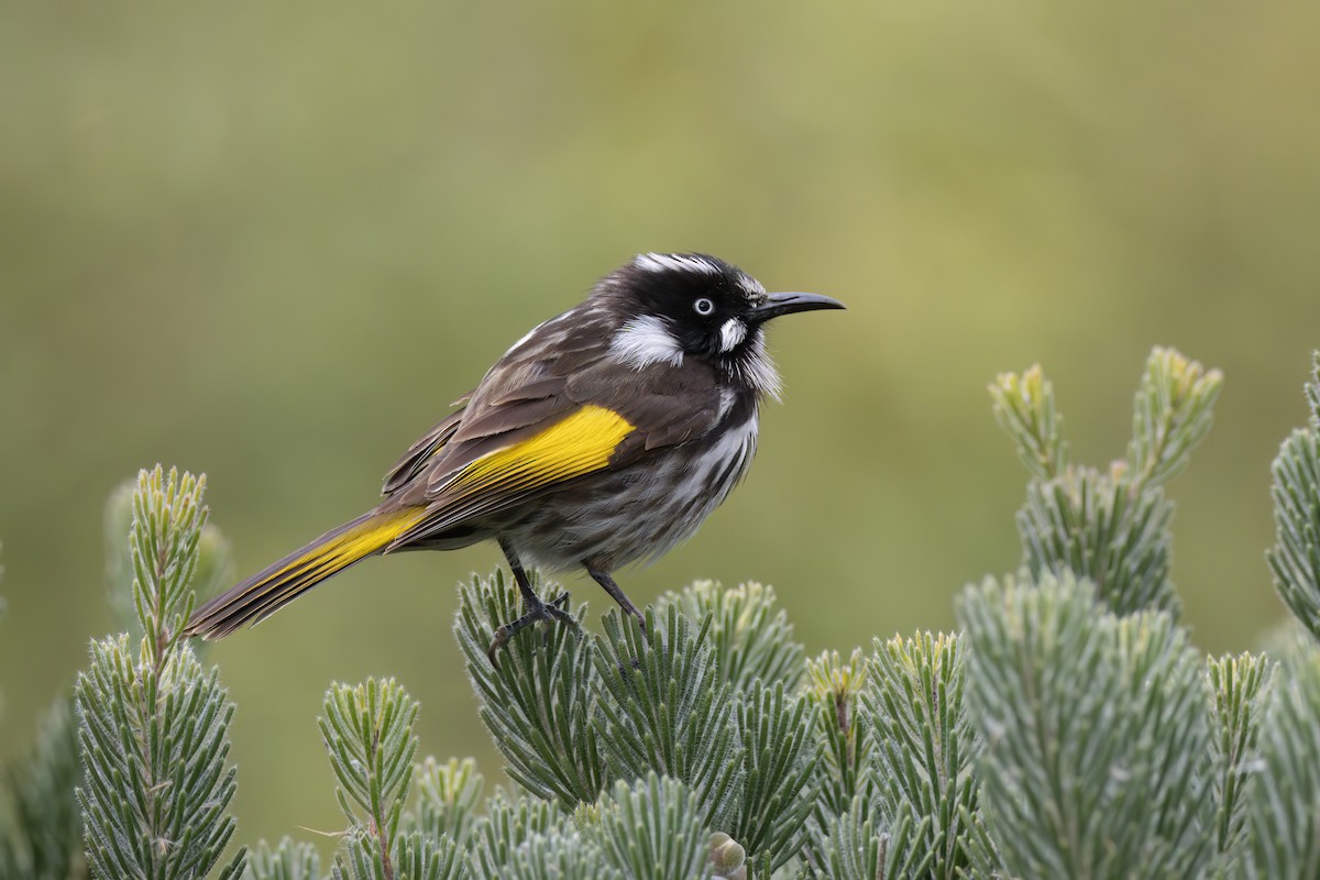 New Holland Honeyeater - ML622058984