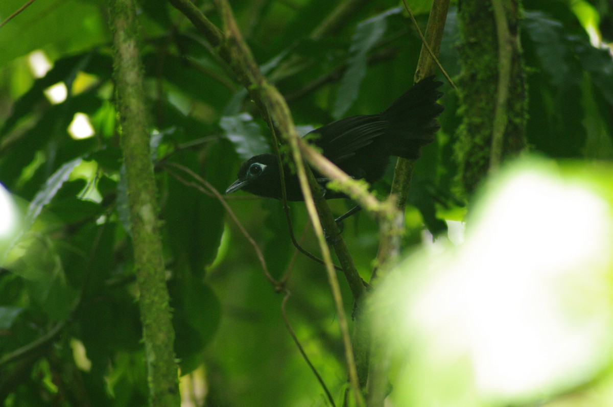 Zeledon's Antbird - ML622058999