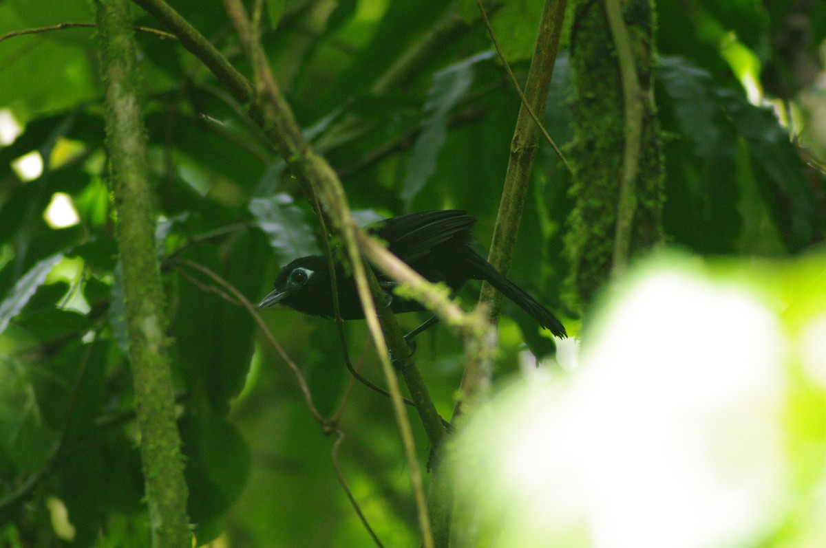 Zeledon's Antbird - ML622059015