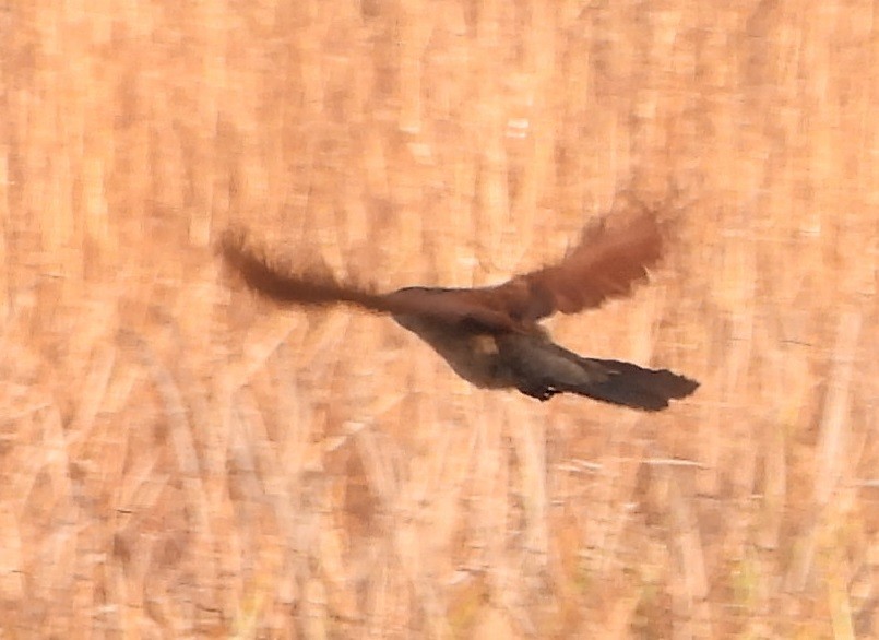 Senegal Coucal - Rodney Macready