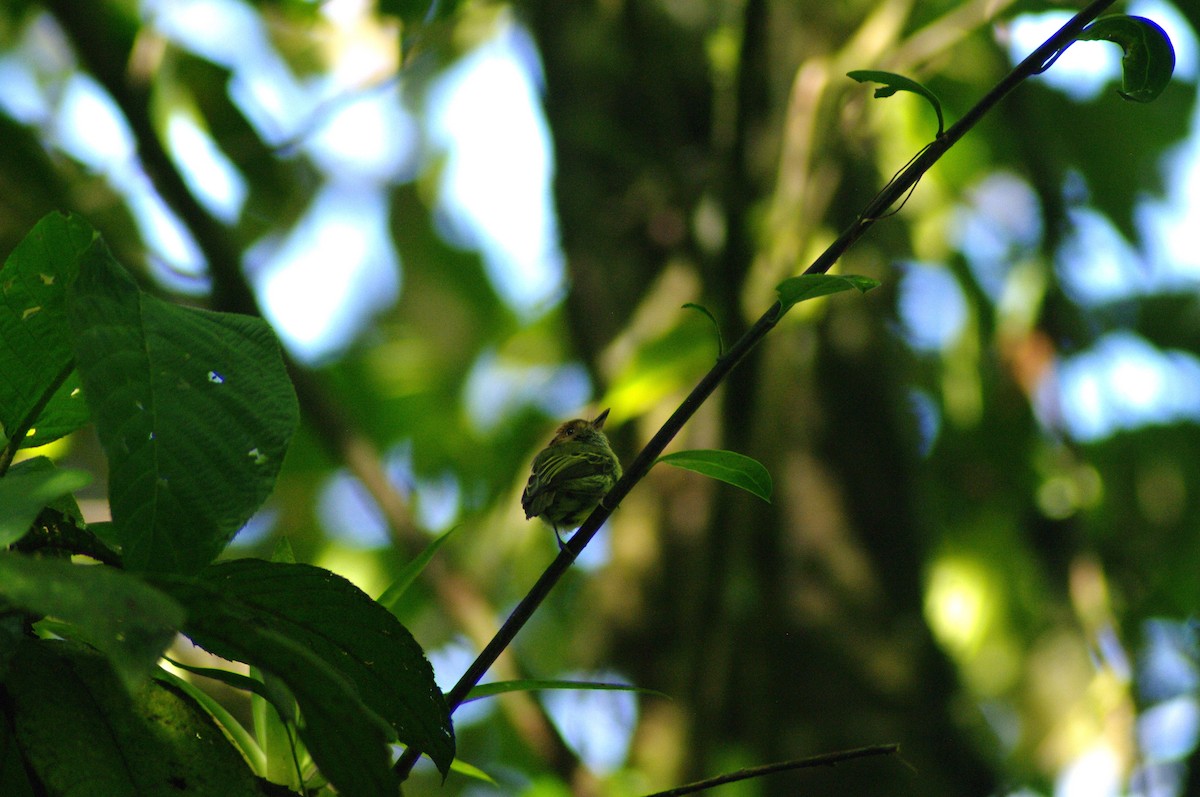 Scale-crested Pygmy-Tyrant - ML622059027