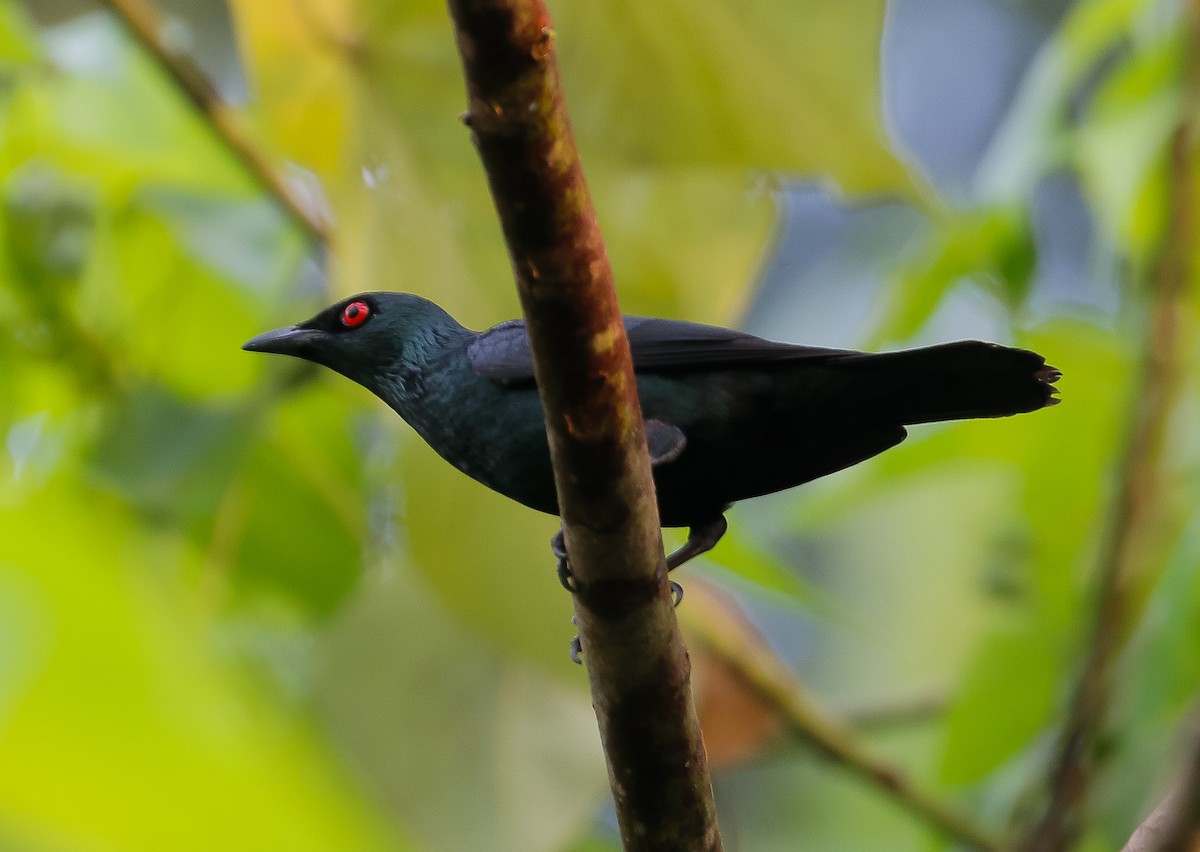 Asian Glossy Starling - ML622059063