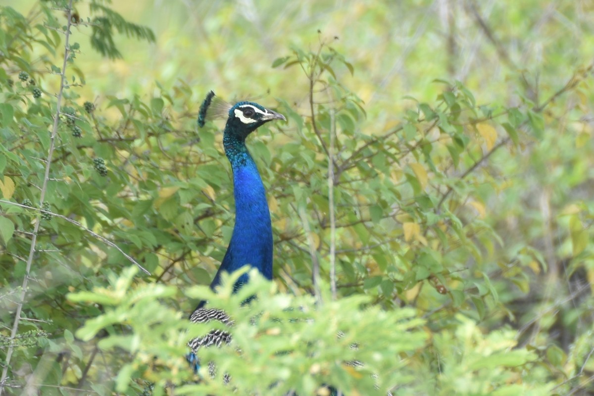 Indian Peafowl - ML622059079