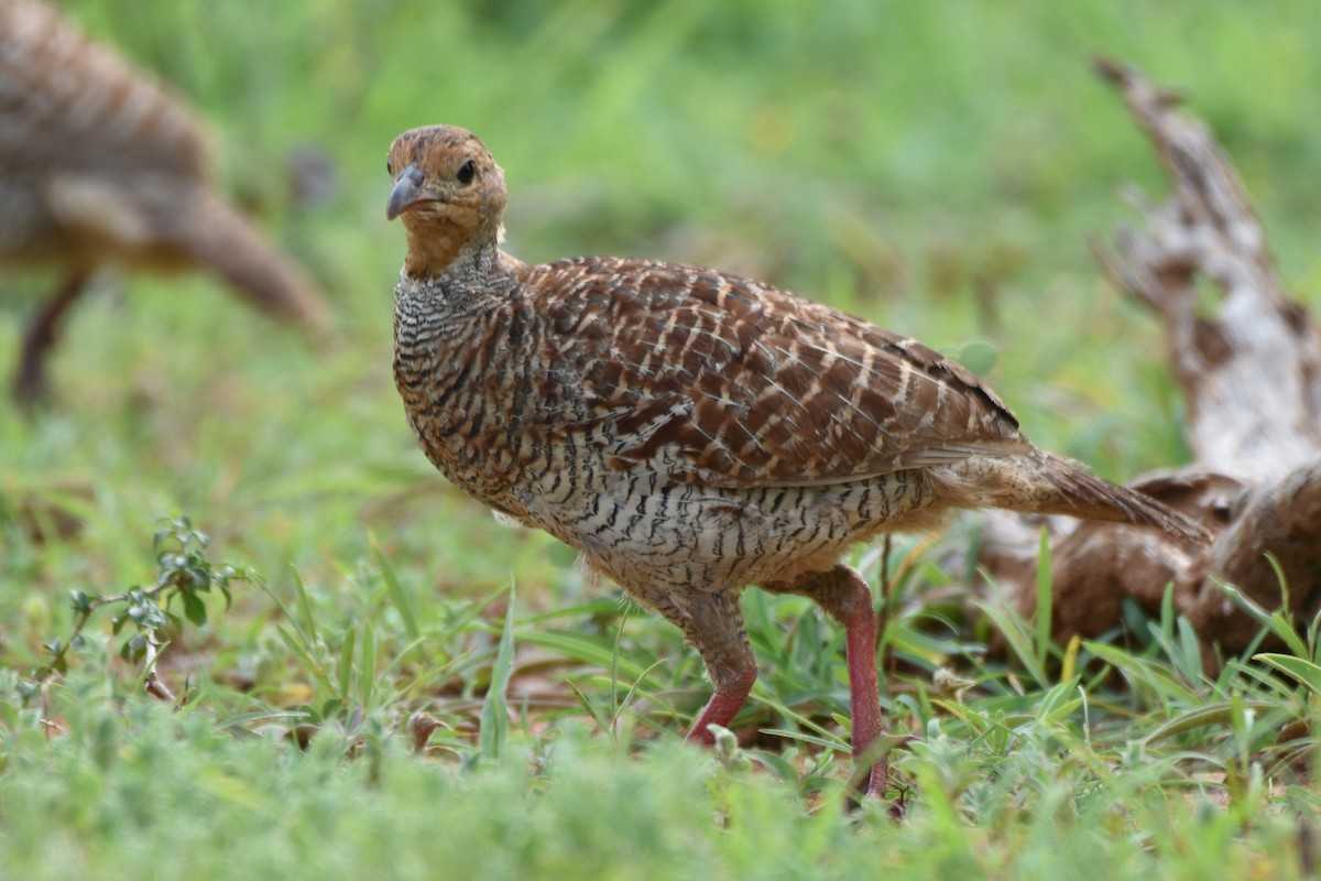 Gray Francolin - ML622059081