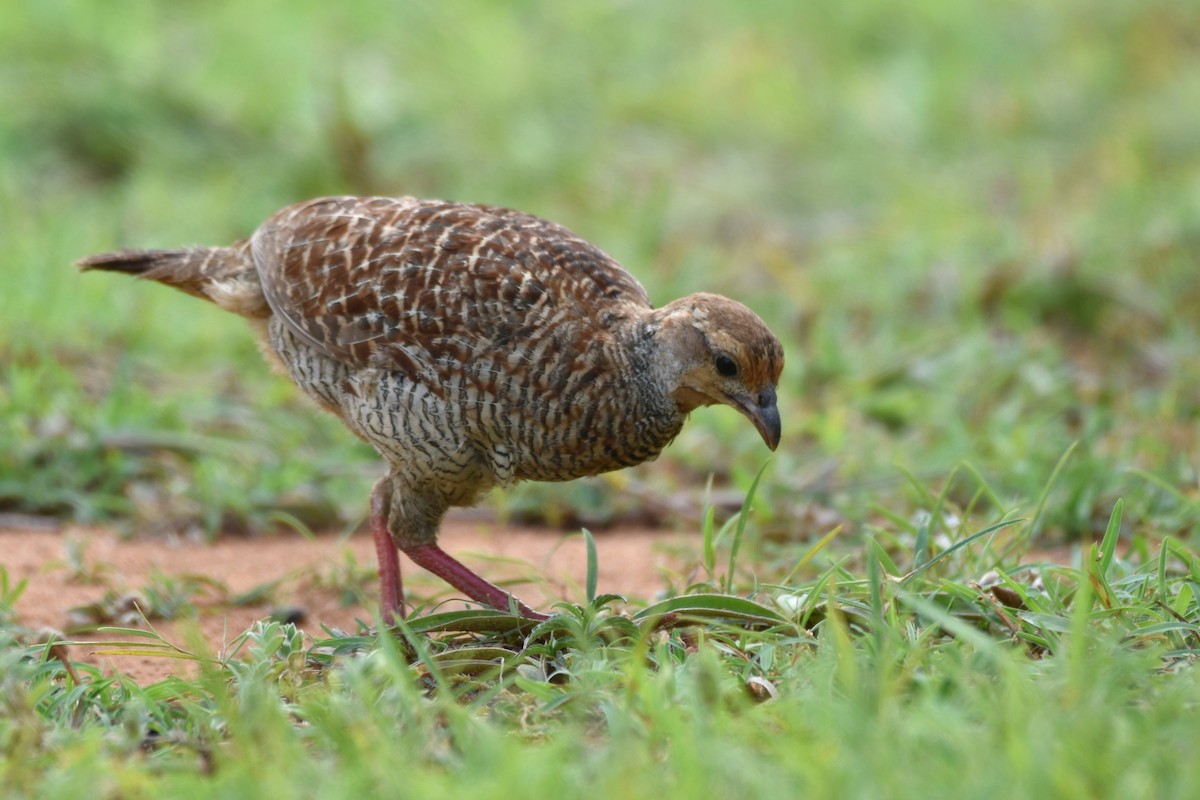 Gray Francolin - ML622059082