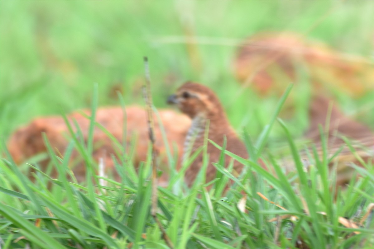 Rock Bush-Quail - ML622059085