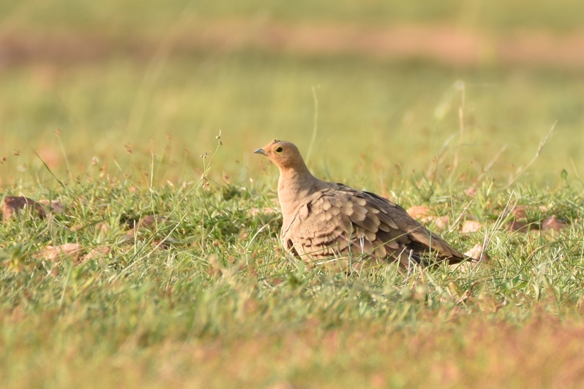 Chestnut-bellied Sandgrouse - ML622059097