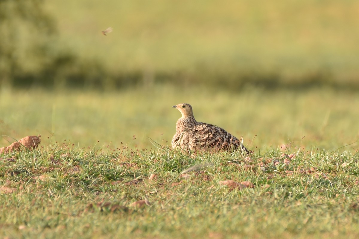 Chestnut-bellied Sandgrouse - ML622059098