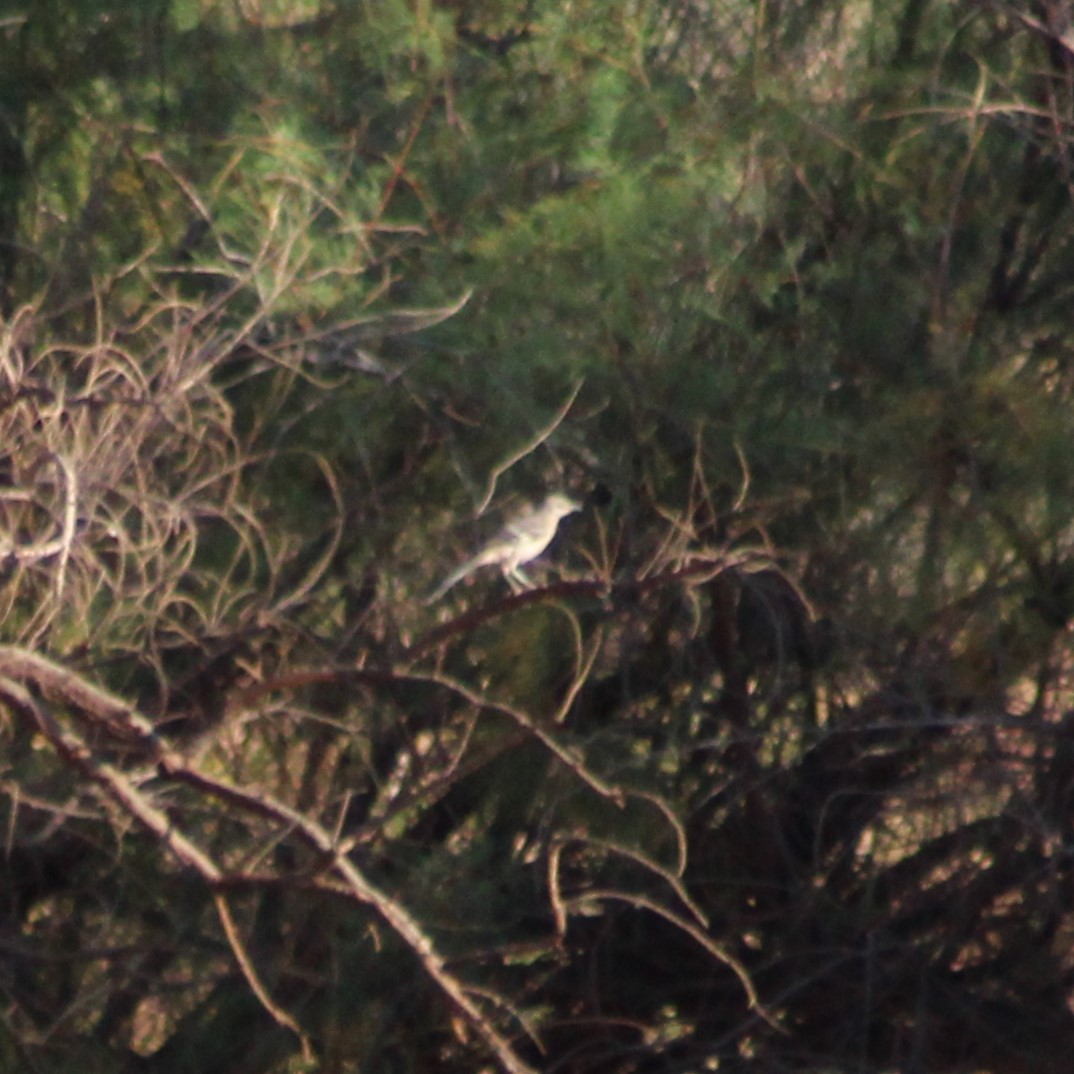 Northern Mockingbird - Marsha Painter