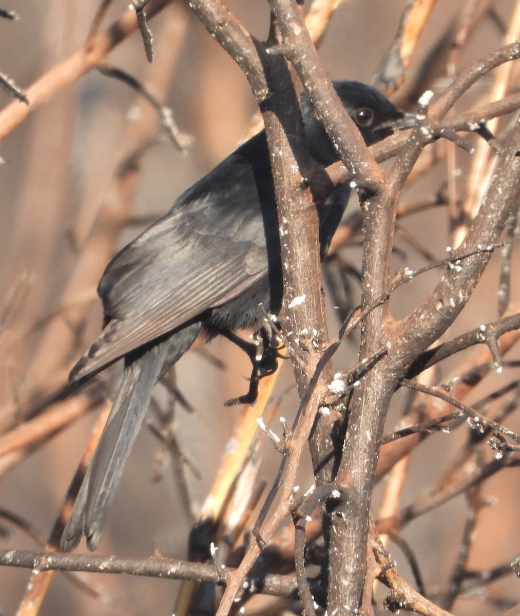 Square-tailed Drongo - ML622059170