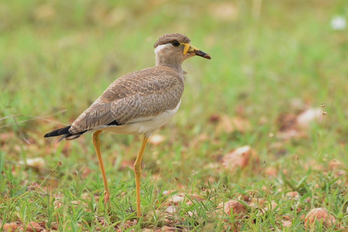 Yellow-wattled Lapwing - ML622059183