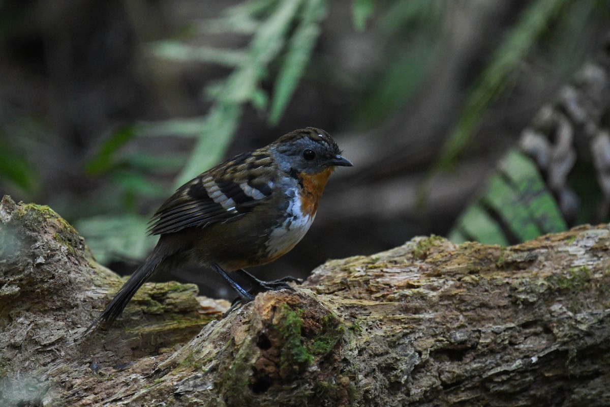 Australian Logrunner - ML622059224