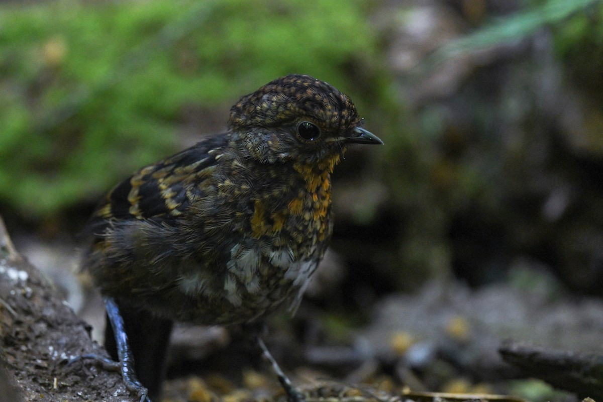 Australian Logrunner - ML622059225