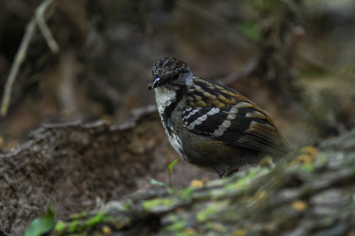 Australian Logrunner - ML622059226