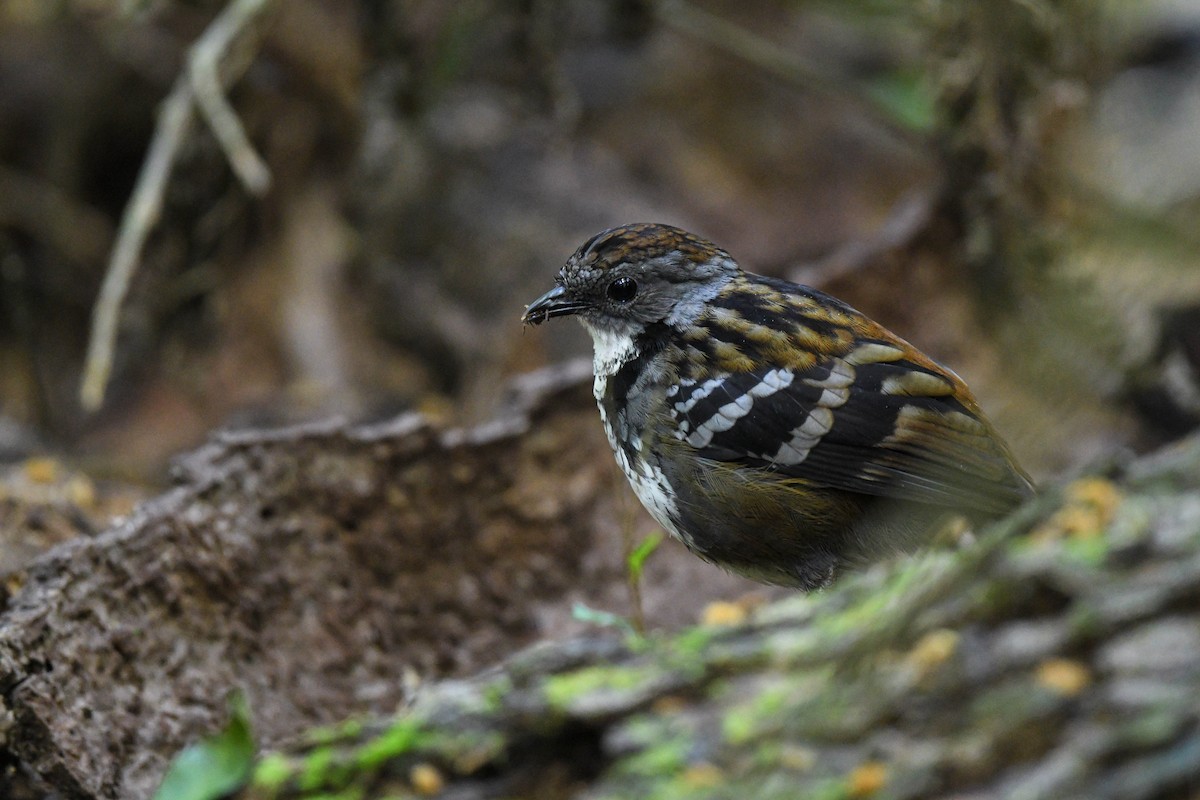 Australian Logrunner - ML622059227