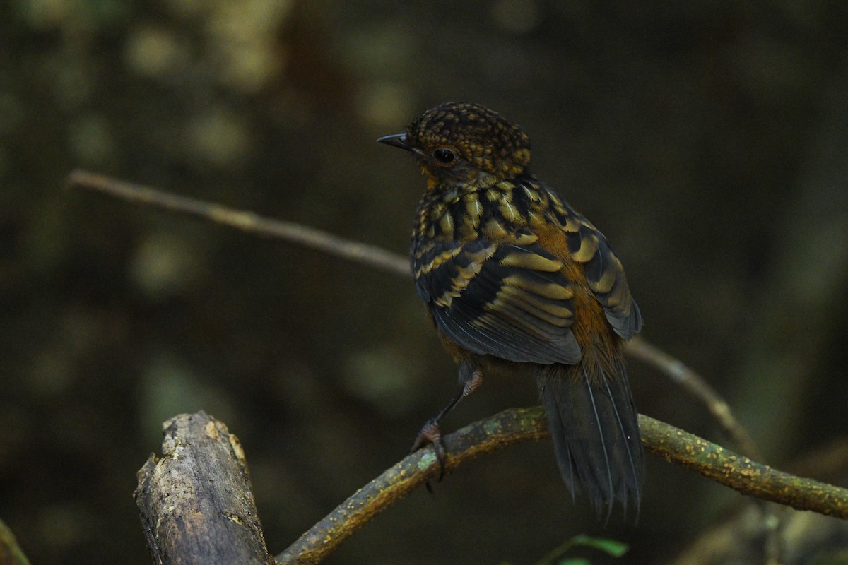 Australian Logrunner - ML622059228