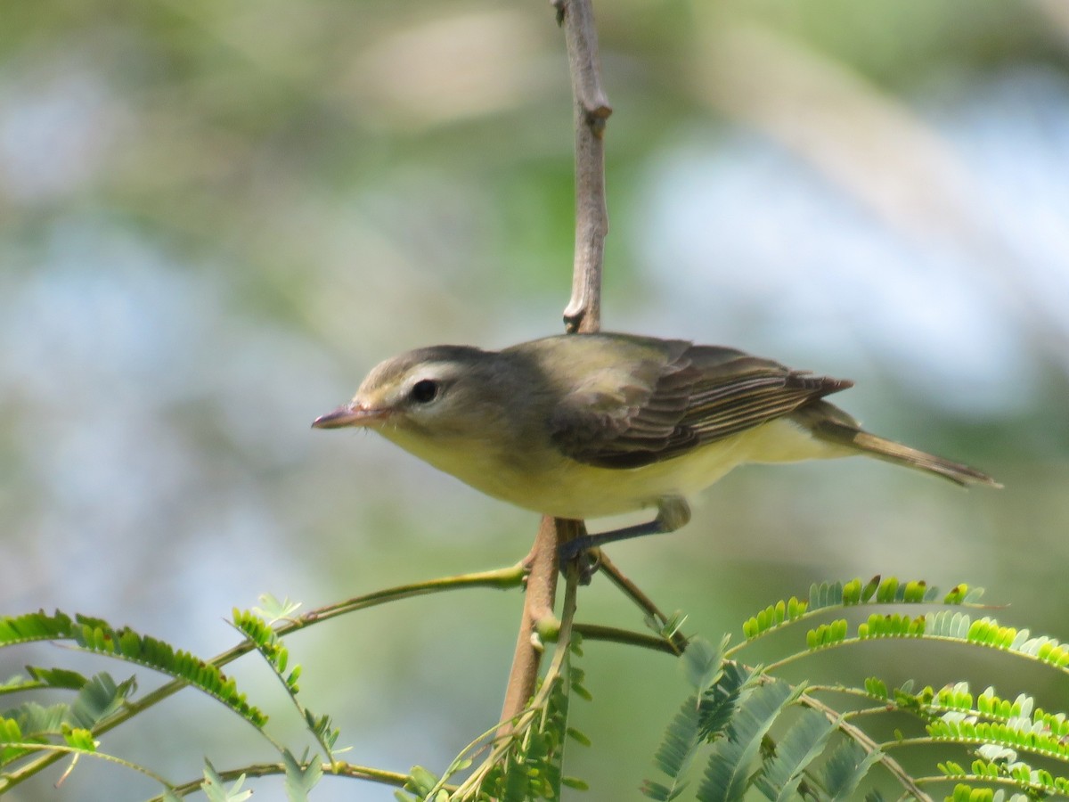 Warbling Vireo - ML622059238