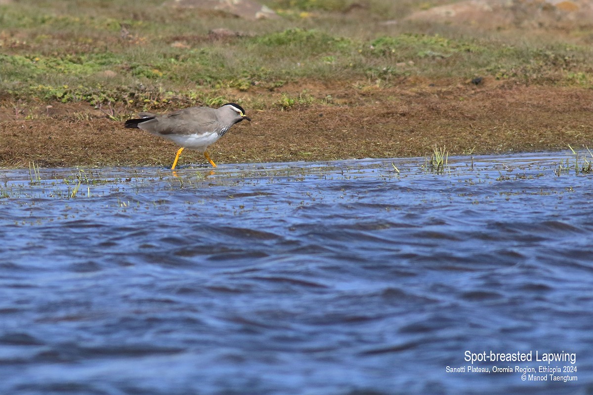 Spot-breasted Lapwing - ML622059239