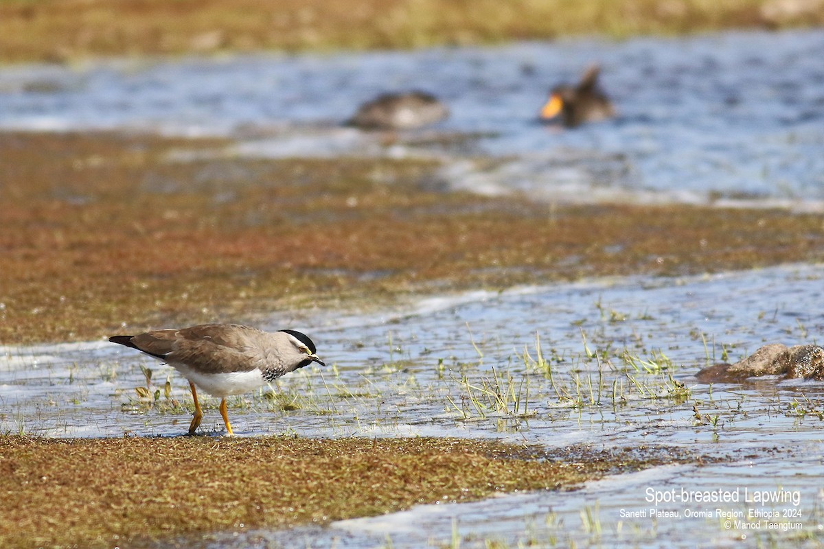 Spot-breasted Lapwing - ML622059240