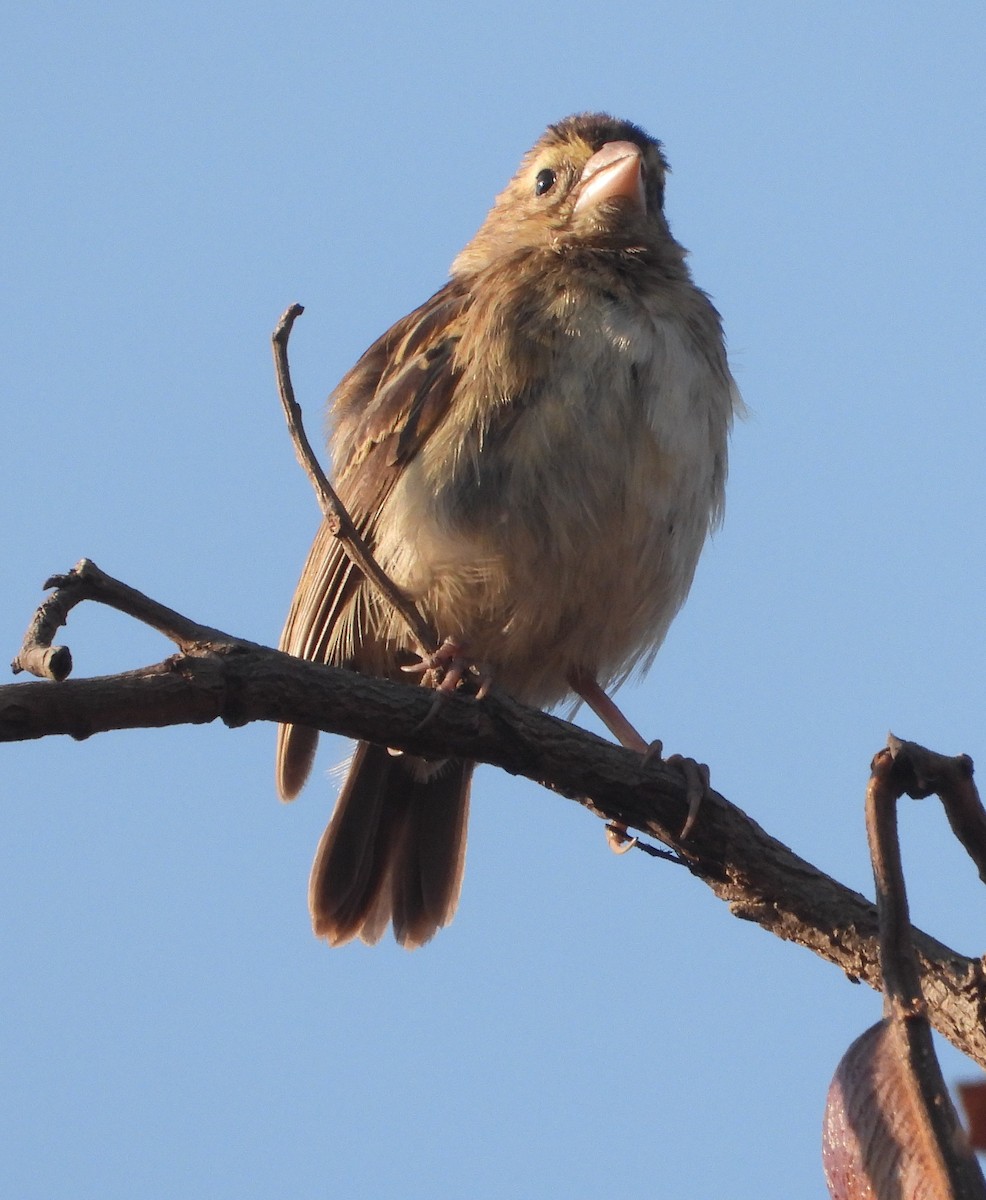 Moineau bridé - ML622059244