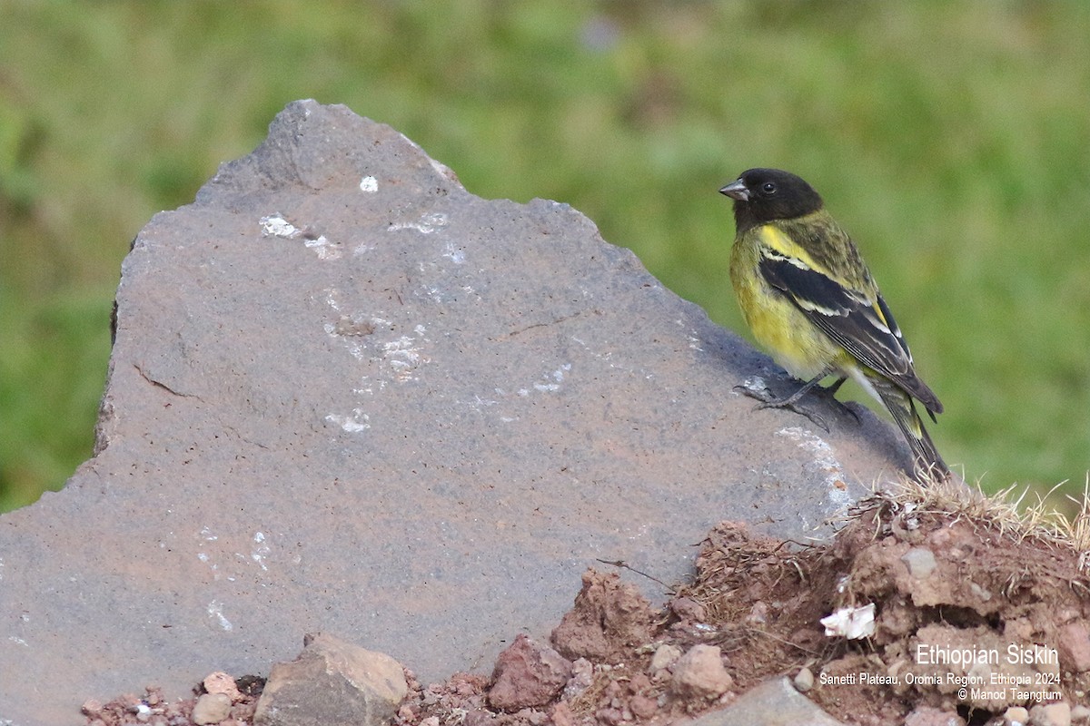 Ethiopian Siskin - ML622059248