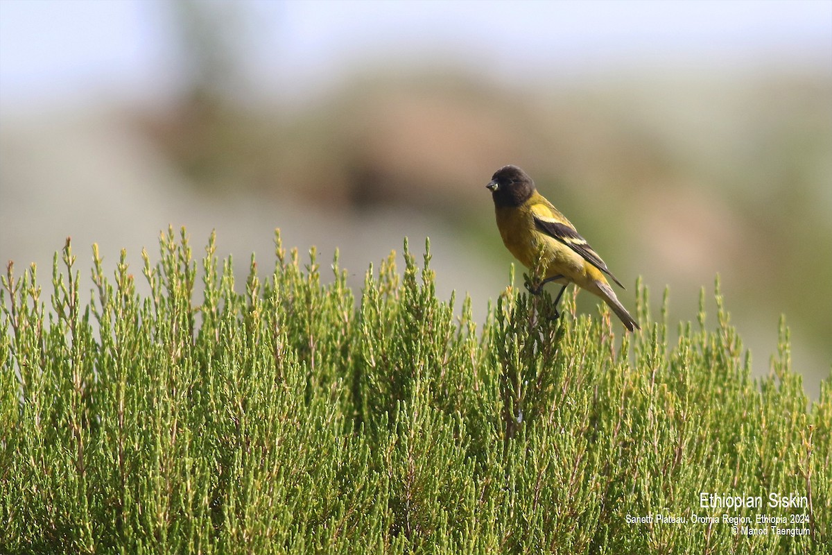 Ethiopian Siskin - ML622059249