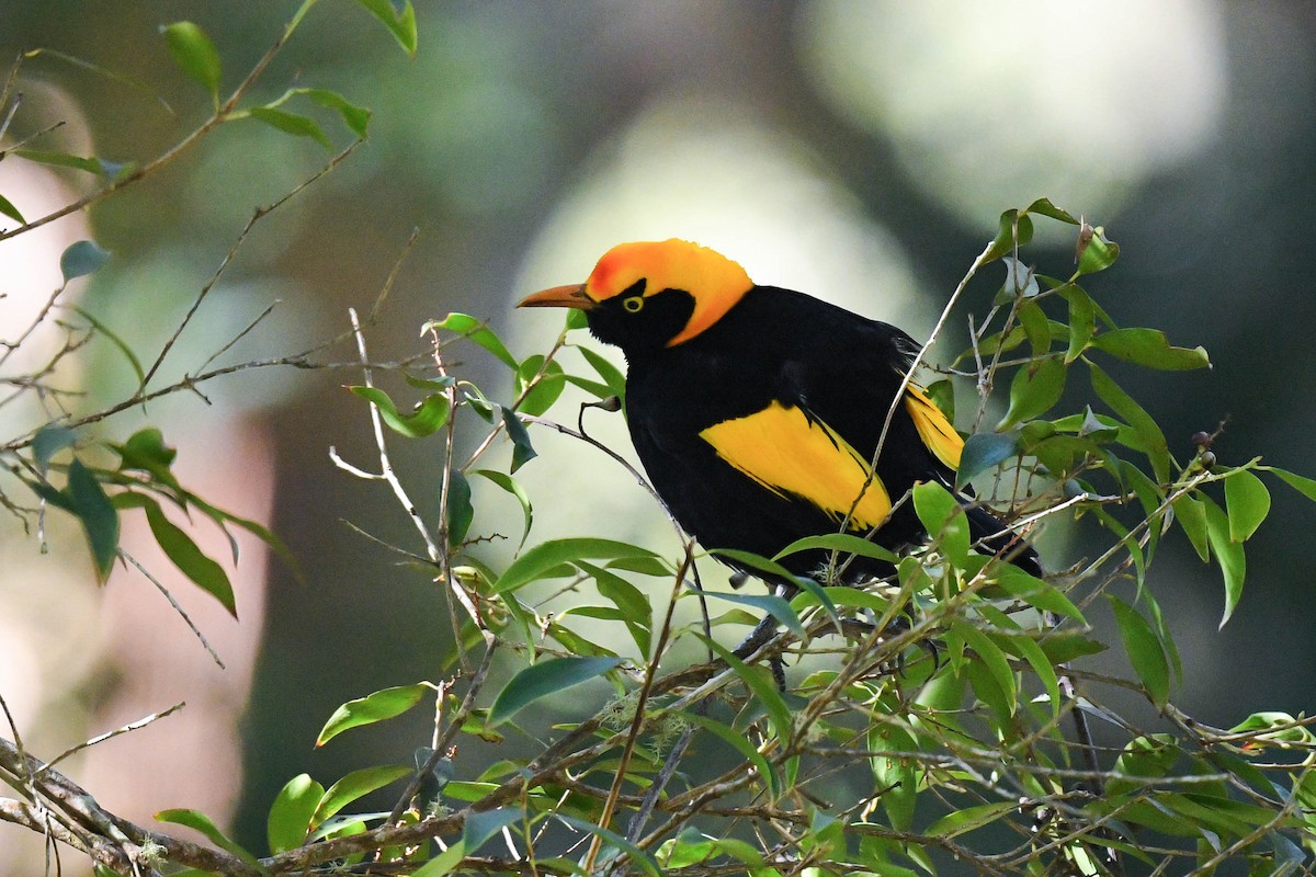 Regent Bowerbird - Harn Sheng Khor