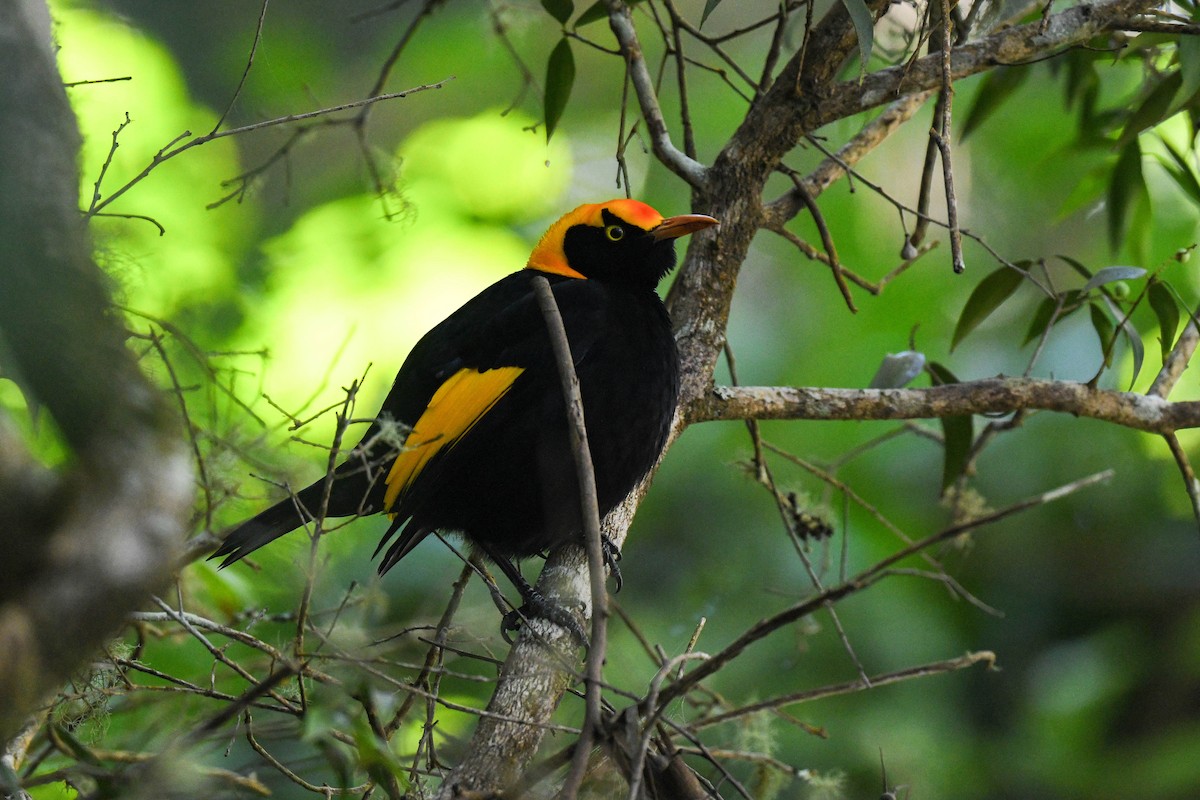 Regent Bowerbird - ML622059251