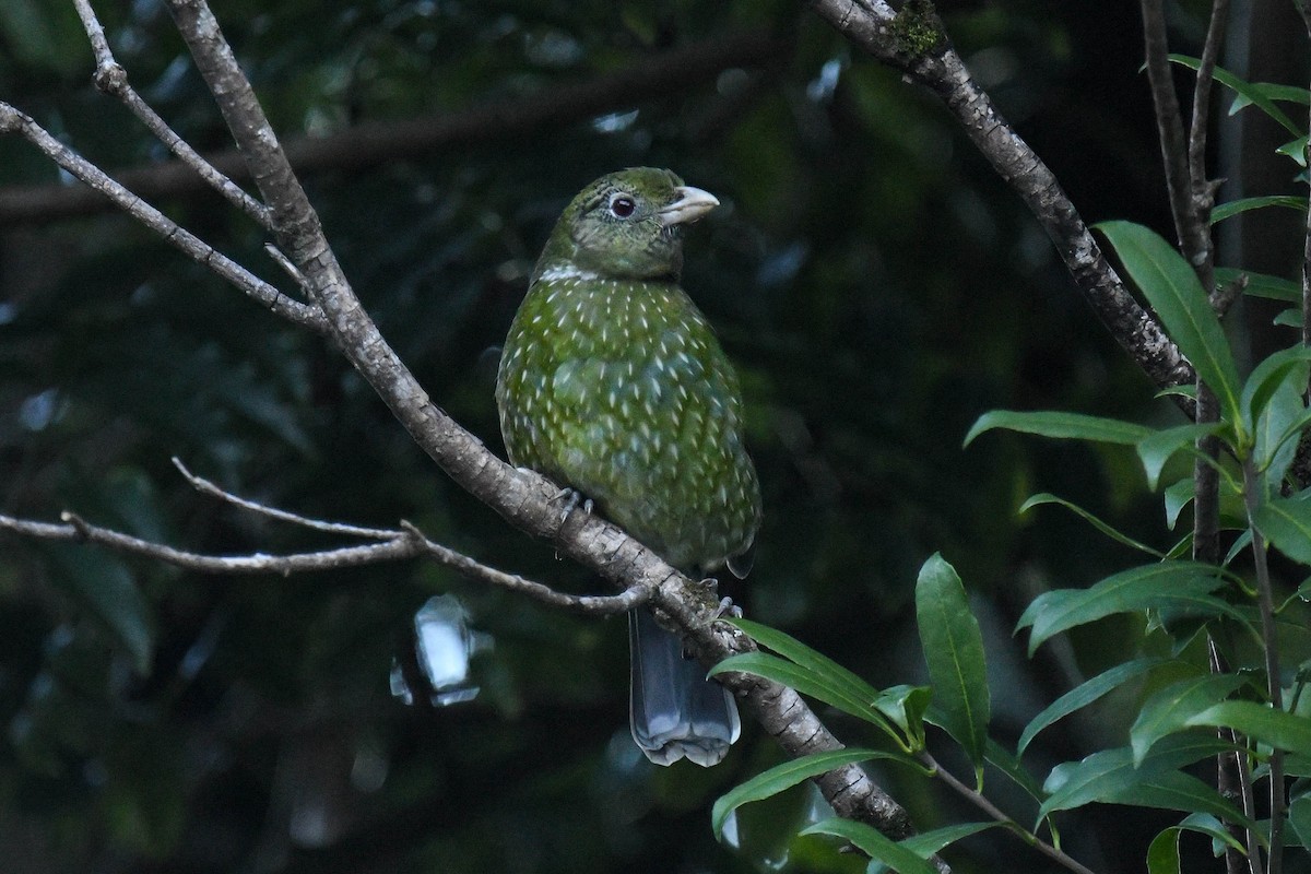 Green Catbird - ML622059252