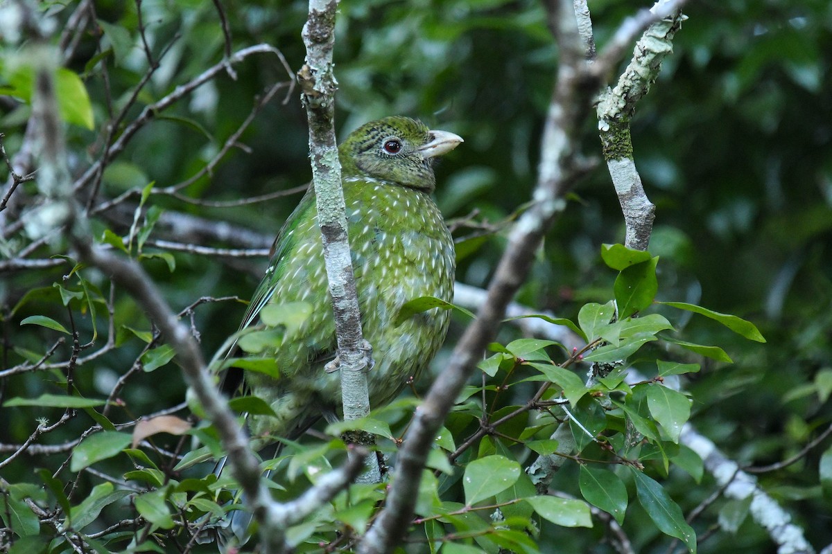 Green Catbird - ML622059253