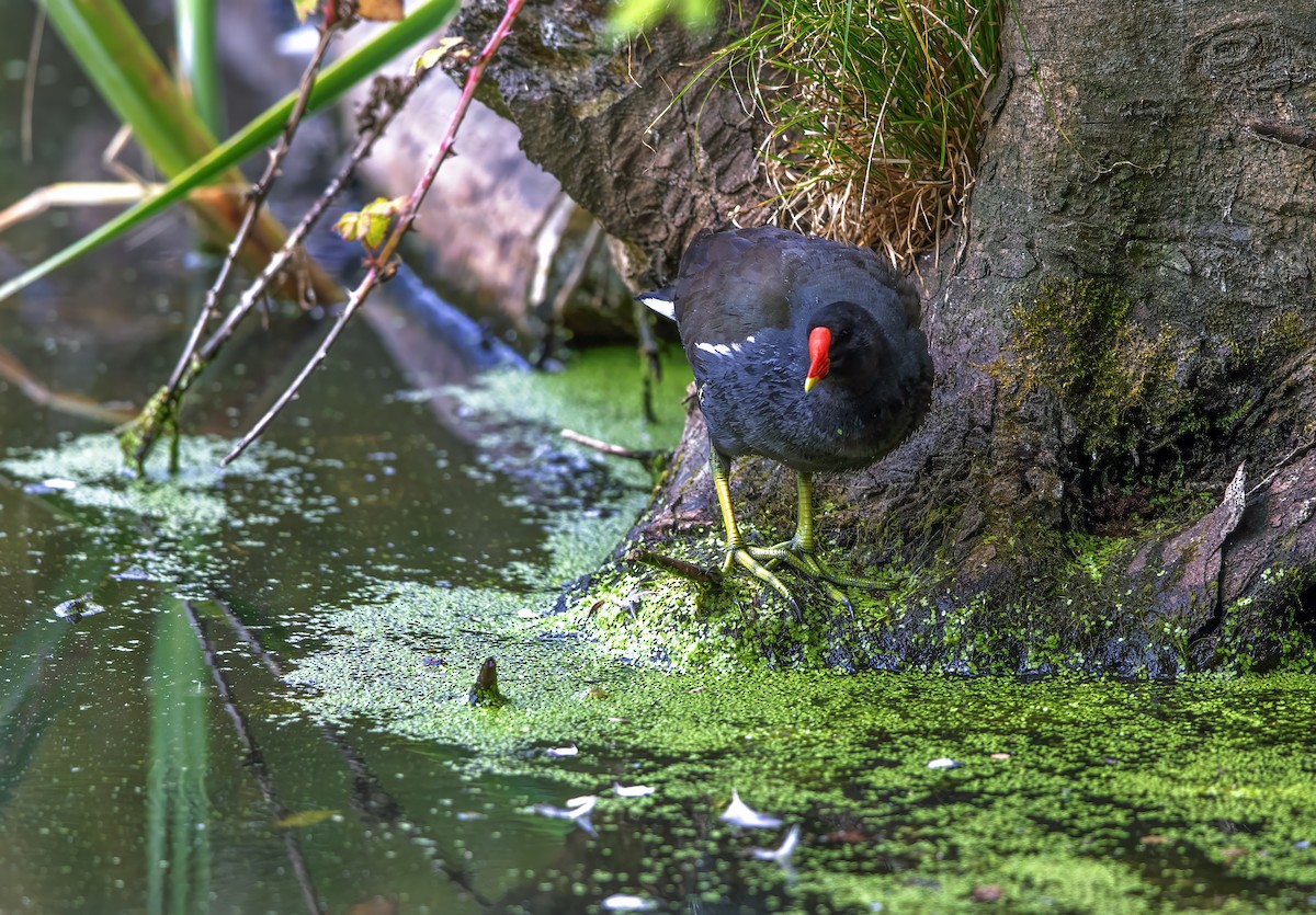 Eurasian Moorhen - ML622059257