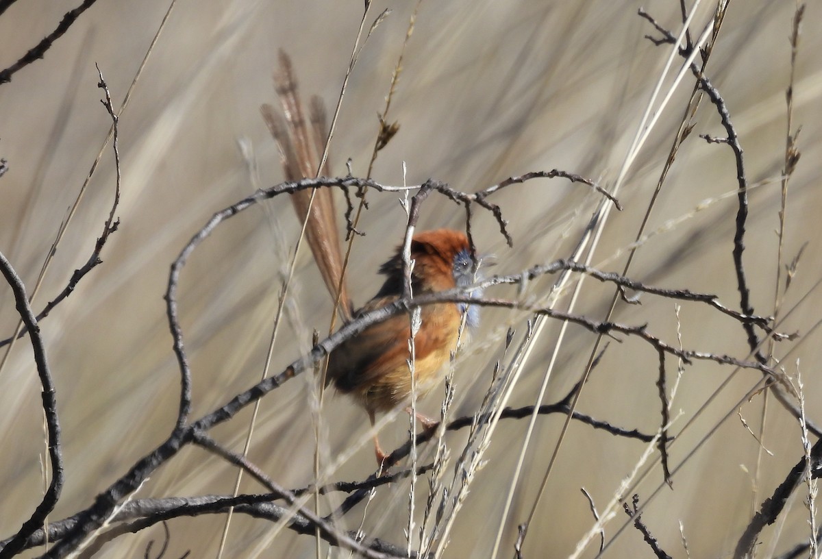 Rufous-crowned Emuwren - ML622059258