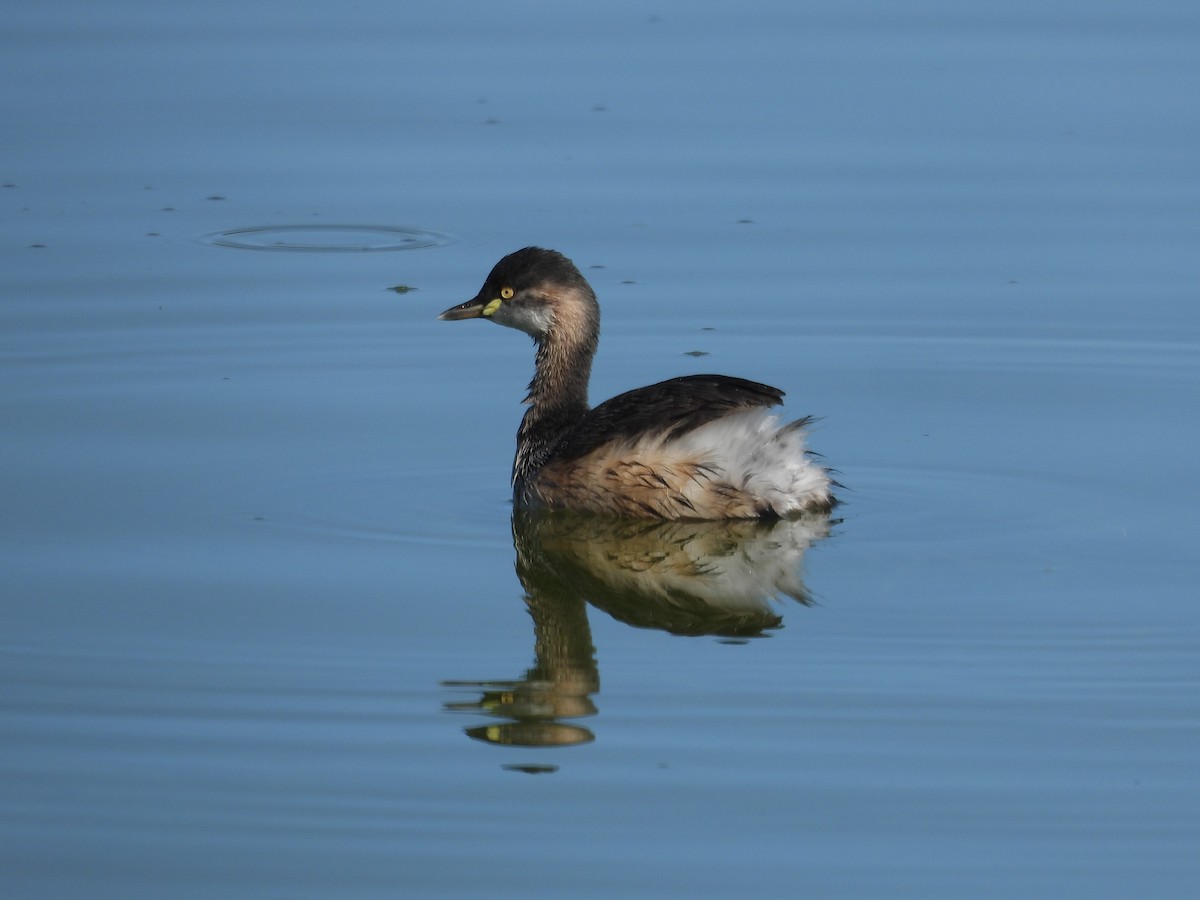 Australasian Grebe - ML622059273