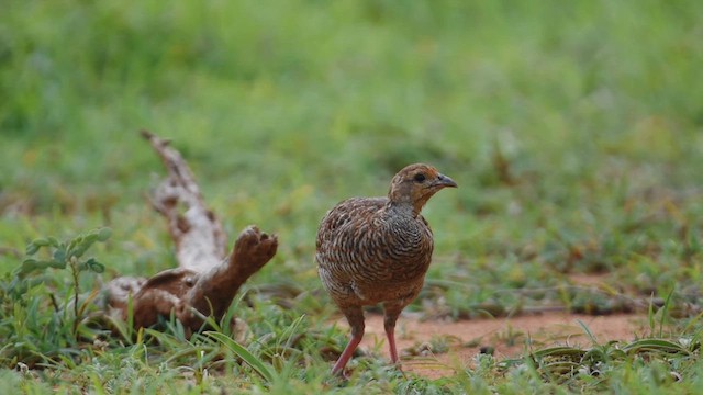 Gray Francolin - ML622059308