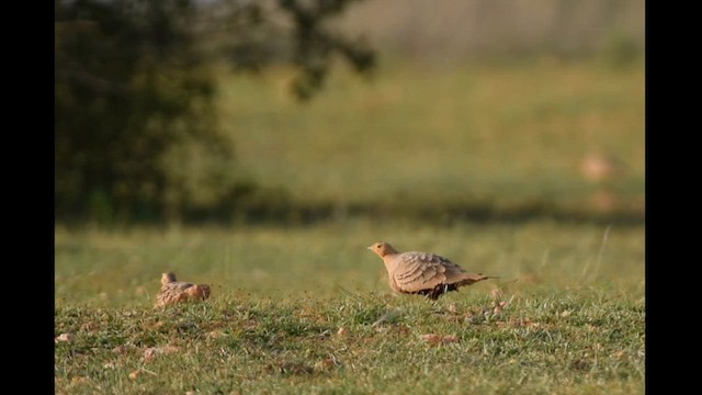 Chestnut-bellied Sandgrouse - ML622059323