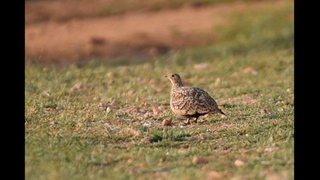 Chestnut-bellied Sandgrouse - ML622059324