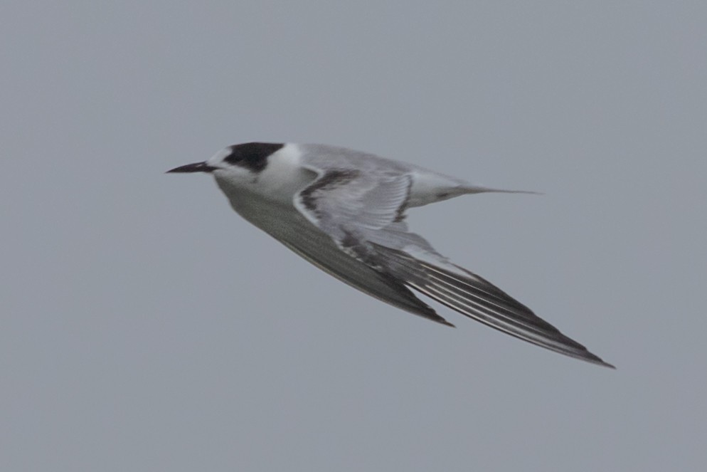 White-cheeked Tern - Rahul Pereira